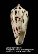 Conus blanfordianus